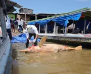 Boto-cor-de-rosa é encontrado morto em avançado estado de decomposição no Porto de Santana, Amapá