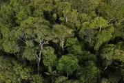 Brasil conquista apoio de 47 países para Fundo Florestas Tropicais