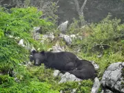 Brasileira fotografa ursos e águias raras no Japão em expedições