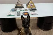 Cadela Perla auxilia prisão por tráfico e apreensão de drogas em Valadares