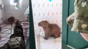 Capivara invade banheiro de casa no RS e é resgatada pela polícia