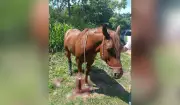 Cavalo é resgatado com ferimentos graves após acidente em rodovia de SP