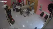 Cavalo invade salão em Teresina e observa próprio reflexo no espelho