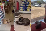 Cães buscam refúgio do calor em farmácias de Palmas