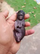 Ciclorrino: A Rara Anomalia que Fez Um Gatinho Nascer Com Um Único Olho em Rondônia