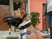 Divinópolis sanciona lei que obriga focinheira para cães de grande porte