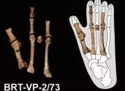 Dois ancestrais humanos coexistiram há 3,4 milhões de anos na Etiópia
