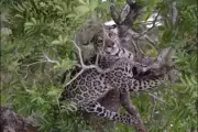 Filhote de Onça-Pintada Tenta Primeiros Passos no Alto de Árvore no Pantanal; Vídeo Fofo Viraliza