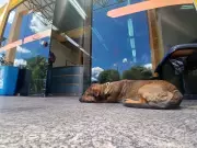 Homem é indiciado por abandonar cachorro em Barra Mansa