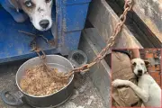Huskies e vira-latas são resgatados de maus-tratos em Praia Grande: cães viviam acorrentados em quintais