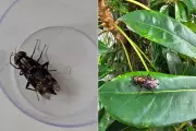 Inseto Gigante Assusta Morador em Santos: Conheça a Mosca Considerada Uma das Maiores do Mundo