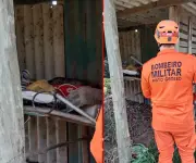 Jiboia é resgatada de depósito em MT após chamado de moradores assustados