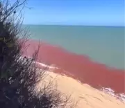 Maré Vermelha: Fenômeno Natural Transforma as Águas de Pipa em um Espetáculo da Natureza no RN