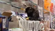 Mico invade loja de cosméticos em BH e causa alvoroço; veja detalhes