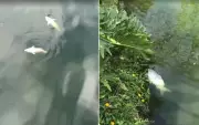 Mortandade de peixes em Lumiar: 20 animais retirados do lago