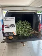 Mulher de 21 anos presa por cultivar maconha em quintal em MT