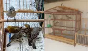 Multa de R$ 5 mil por manter aves silvestres em cativeiro em SP