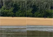 Onça-preta rara é filmada em praia após cruzar rio em reserva de RR