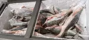 Operação Piracema: 272 kg de peixe sem declaração geram multa de R$ 6,4 mil