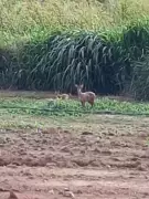 Raro flagrante: veado-catingueiro com filhote é registrado em sítio de Pedreira