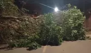 Árvore Desaba Durante Temporal em Campinas: Muro Destruído e Fiação Atingida no Jardim Itaguassu