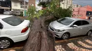 Árvore gigante cai entre dois carros em Ribeirão Preto durante temporal