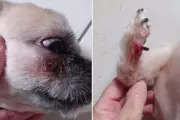 Shih-tzu sofre acidente grave em pet shop do litoral de SP: unha arrancada, pata sangrando e lesão no rosto