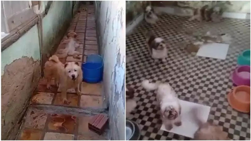 121 animais resgatados de maus-tratos em canil de Brejo Santo, CE