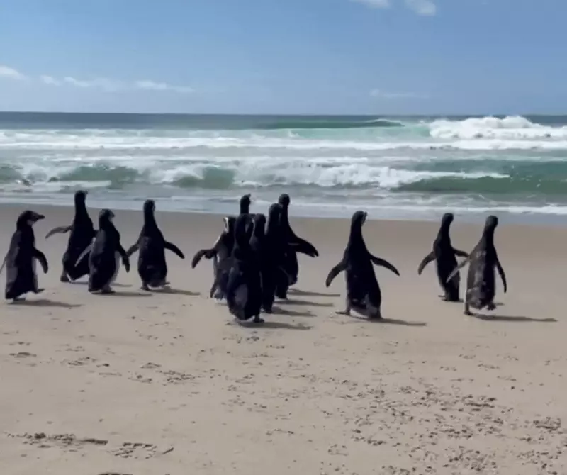 13 pinguins-de-magalhães retornam ao mar em Florianópolis após reabilitação