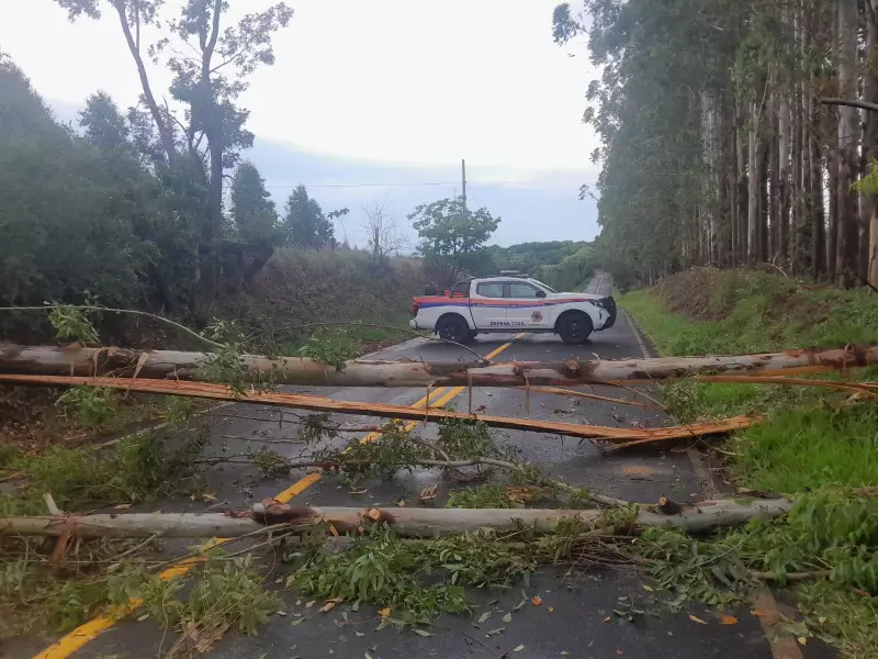 20 eucaliptos caem em rodovia de Botucatu durante chuva intensa