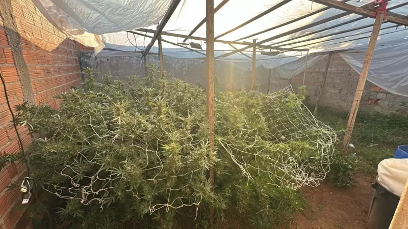 73 pés de maconha apreendidos em estufa em Mogi Guaçu; homem preso