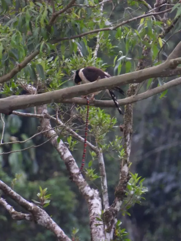 Acauã preda coral-verdadeira em cena rara registrada em Tapiraí, SP