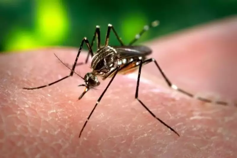 Aldeia Xukuru recebe 1ª política pública mundial com mosquitos estéreis contra dengue