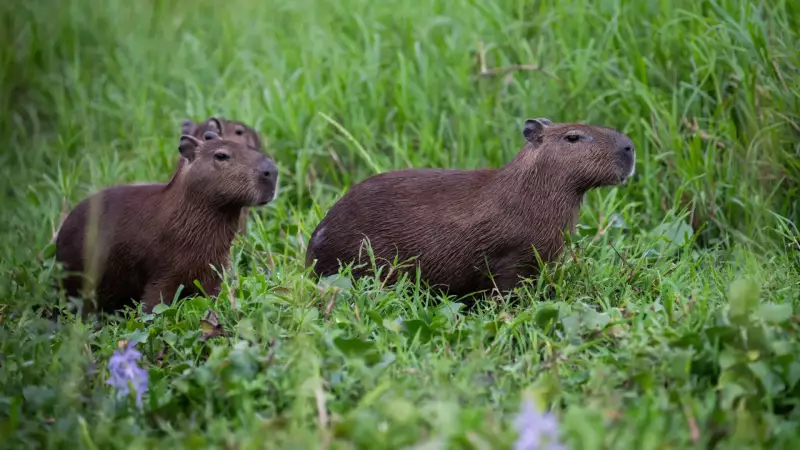Após 27 anos, MP consegue demolir mansão de políticos no Pantanal