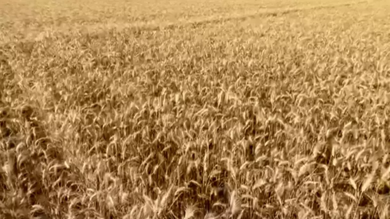 Argentina projeta safra recorde de 25,5 mi de toneladas de trigo