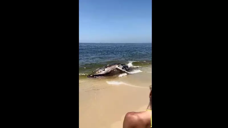 Baleia-jubarte é encontrada morta na praia de Itaipuaçu, em Maricá