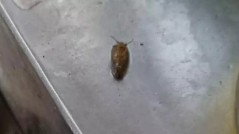 Baratas e fezes de roedores levam à interdição de 3 estabelecimentos em Botafogo