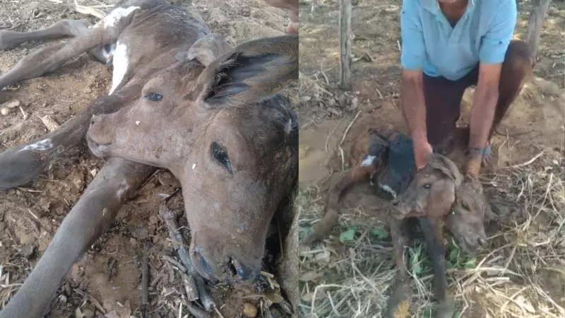 Bezerra nasce com duas cabeças no Piauí: caso raro de dicefalia surpreende produtor