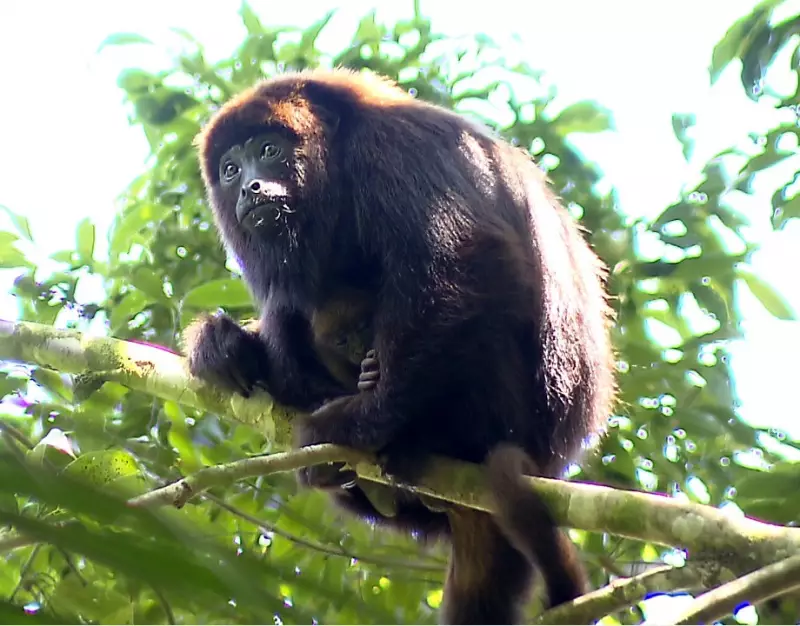 Bugio-ruivo retorna a Florianópolis após 260 anos de extinção