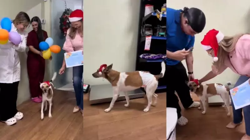 Cachorro Gabriel, apedrejado em Icoaraci, recebe alta e comemora recuperação