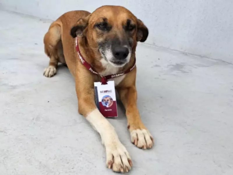 Cadela 'Carmela' é adotada em obra do MP-AC, ganha crachá e vira mascote oficial