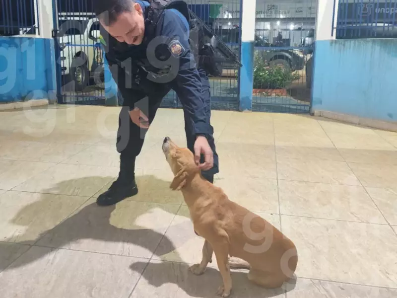 Cadela fiel fica ao lado de tutor morto e é adotada pela PM do Acre