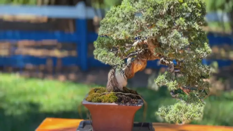 Cafeeiros de 20 anos viram bonsais e ganham segunda vida no interior de SP