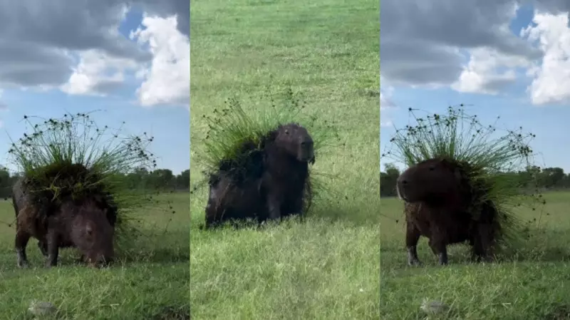 Capivara com 'look' natural vira atração em fazenda no Pantanal de MS