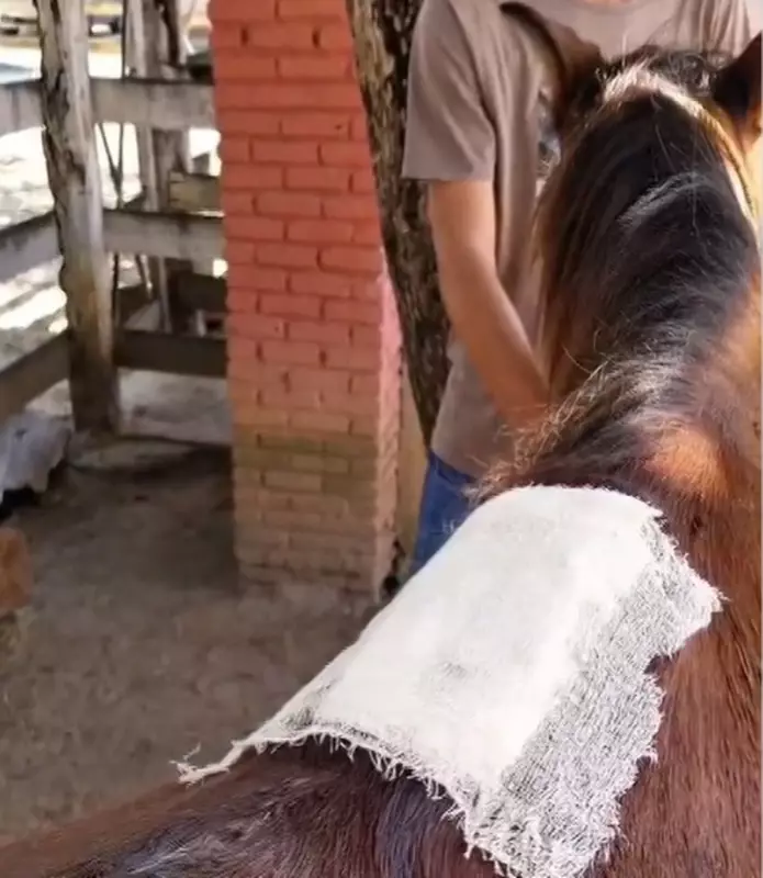 Cavalo com lesões é resgatado de maus-tratos em Aracaju após denúncia