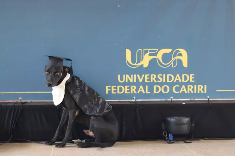 Cães mascotes 'colam grau' na UFCA e viralizam com beca e capelo