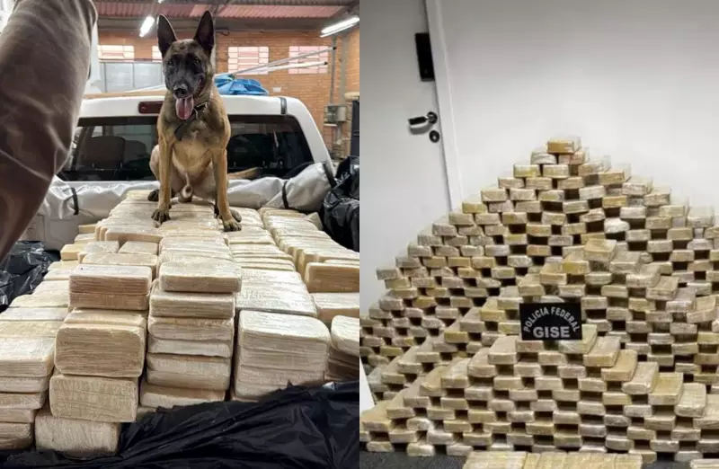 Cão farejador descobre bunker com 613 kg de cocaína em empresa de fachada em SC