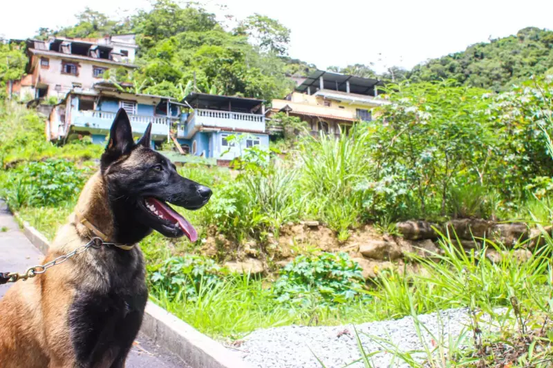 Cão Taurus, da Guarda Civil de Petrópolis, treina para resgates em escombros