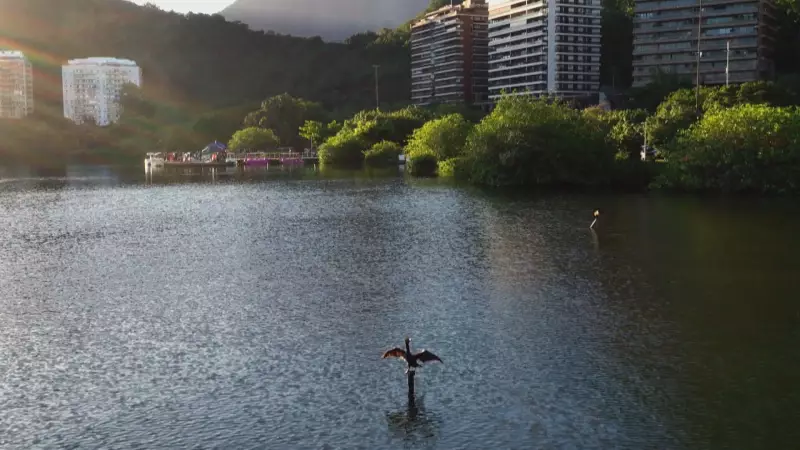 Corte de manguezal na Lagoa Rodrigo de Freitas gera denúncia de ambientalistas