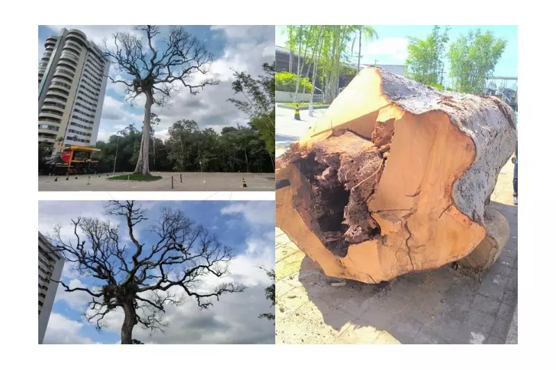 Corte de árvore centenária na Ponta Negra gera polêmica em Manaus